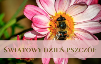 dzień_pszczół