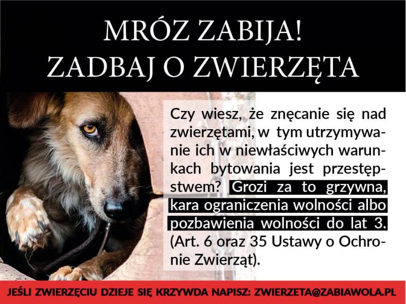 mróz zabija zadbaj o zwierzęta