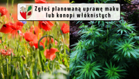 Zgłoś planowaną uprawę maku i konopi włóknistych