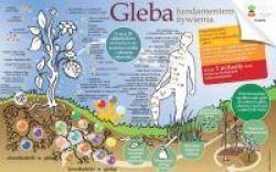 gleba