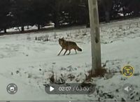 wilk na terenie gminy