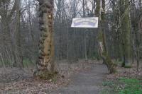 wiosna w lasku
