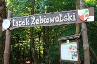 Lasek Żabiowolski