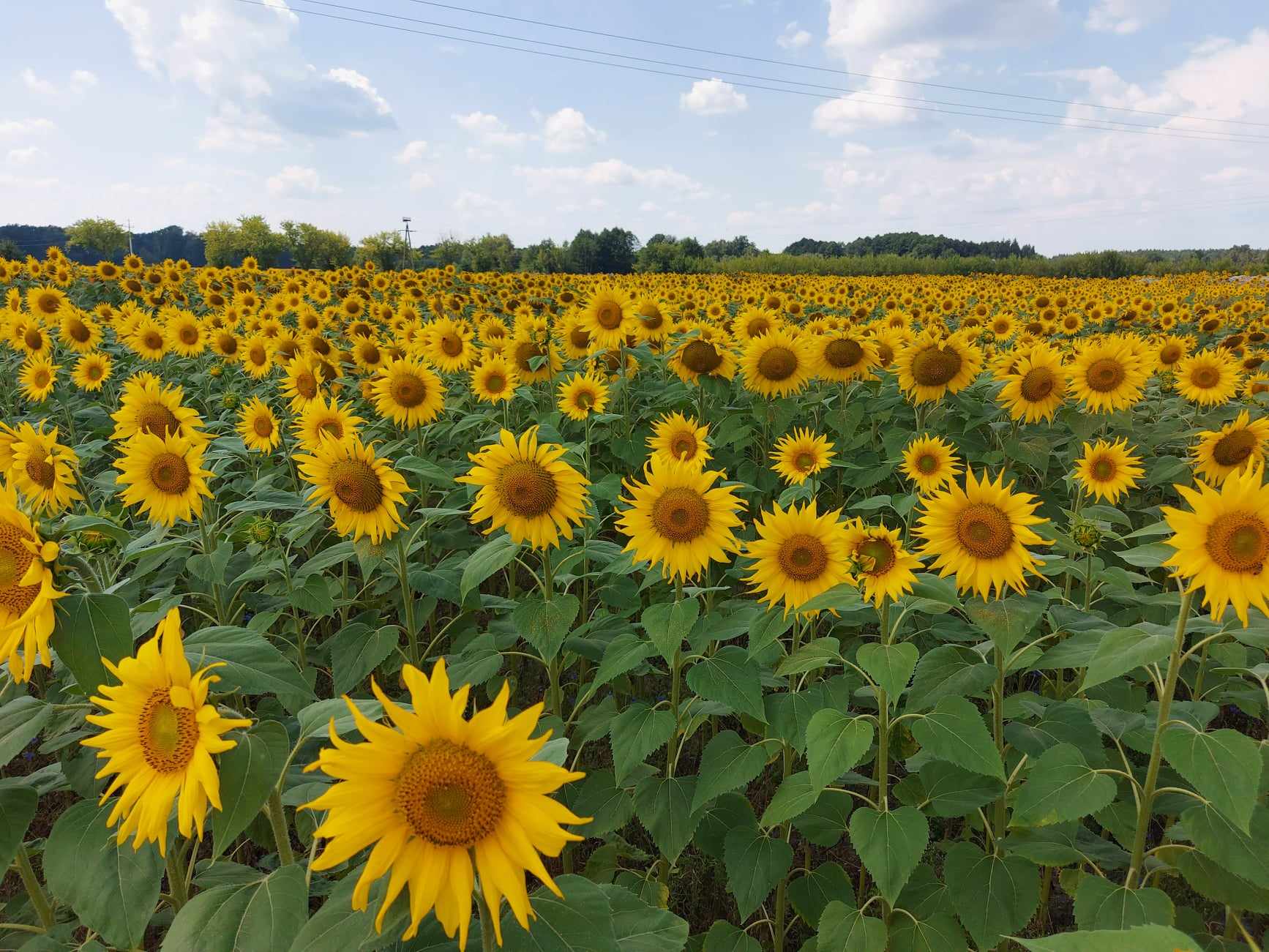 Gmina Żabia Wola bogatsza o kolejne grunty